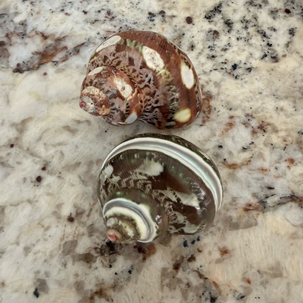 Polished Turbo Shells